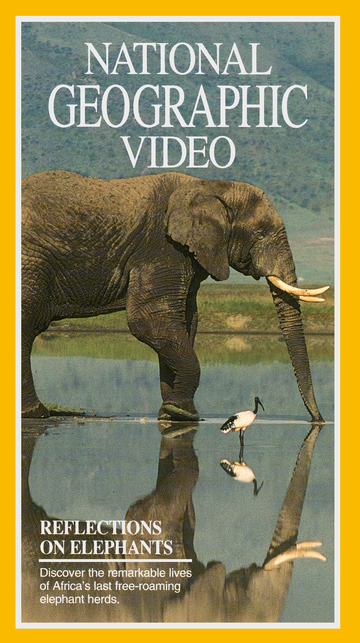 Reflections on Elephants